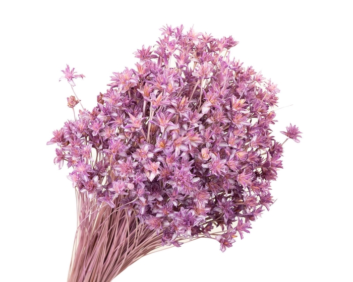 Hill Flower Lilac Wash
