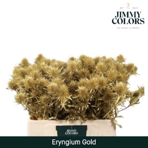 Eryngium (distel) L60 Goud + Glitter