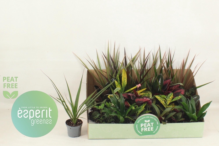 <h4>KAMERPL GEM OV</h4>