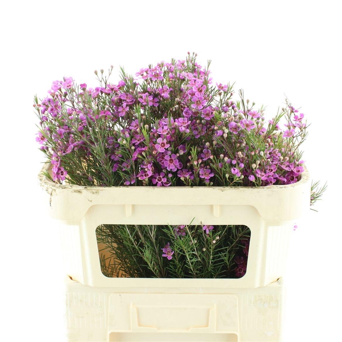 <h4>CHAME EDEN</h4>