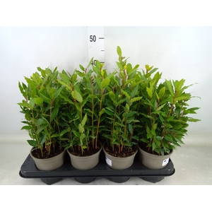 Laurus nobilis