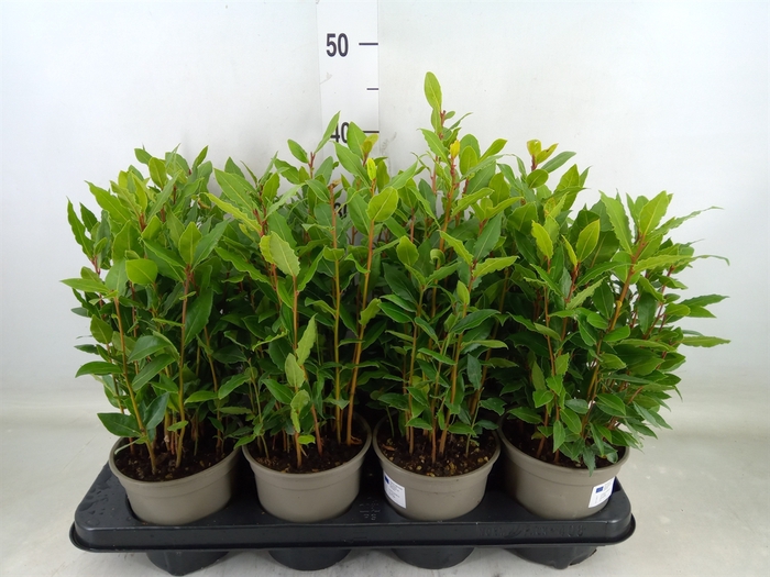 <h4>Laurus nobilis</h4>