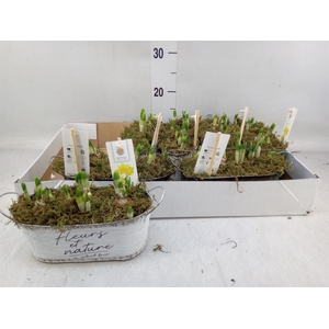 Arr.  Narcissus Tete Tete H%