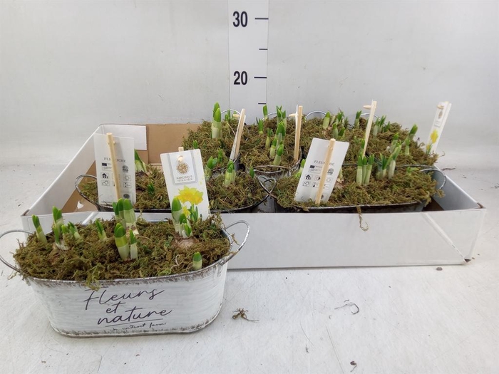 <h4>Arr. Narcissus Tete Tete H%</h4>