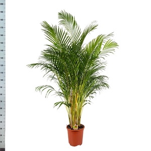 Areca 24Ø 180cm 25pp