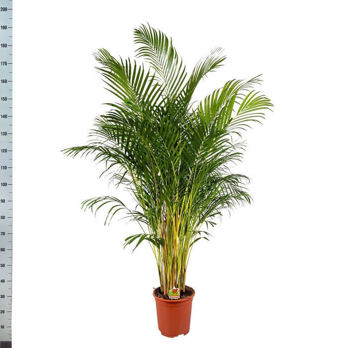 <h4>Areca 24Ø 180cm 25pp</h4>