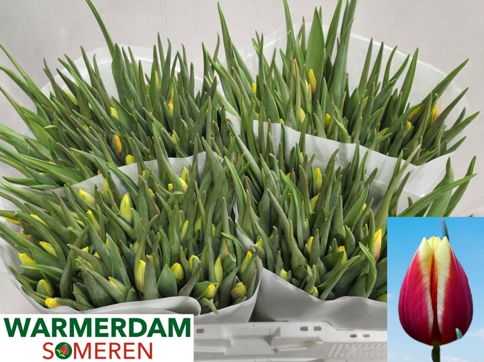 <h4>TU EN JAN SEIGNETTE</h4>