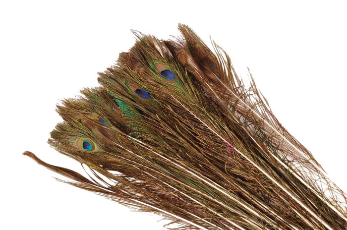 <h4>Feather Peacock L90-100 Naturel</h4>