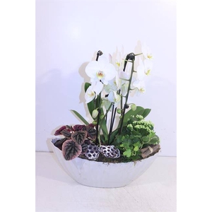 A ARR ORCHIDEE
