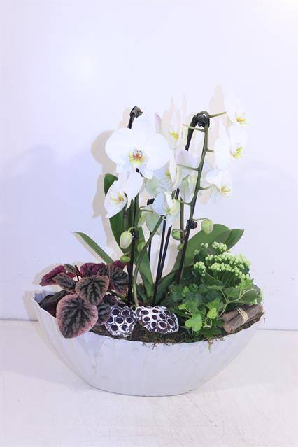 <h4>A ARR ORCHIDEE</h4>