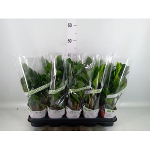 Zamioculcas zamiifolia