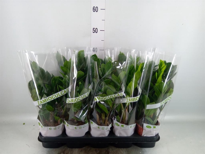 <h4>Zamioculcas zamiifolia</h4>