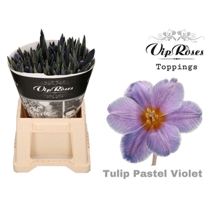 Vip Tu En Pastel Violet A