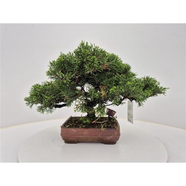 <h4>Juniperus chinensis, 21 cm</h4>