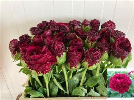 <h4>Paeo Ole Faithful</h4>