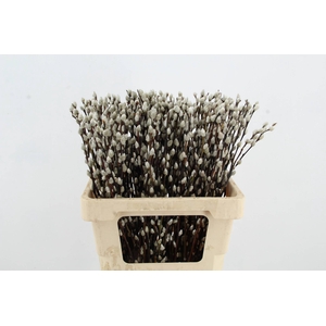 SALIX SNOW FLAKE