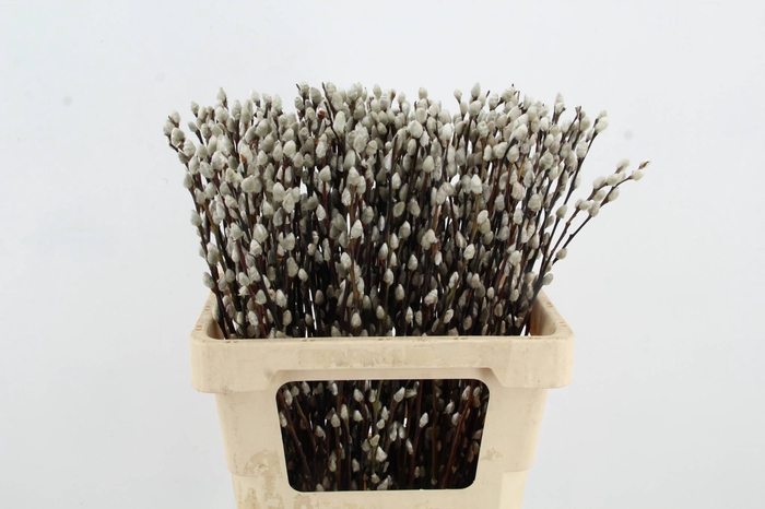 <h4>SALIX SNOW FLAKE</h4>