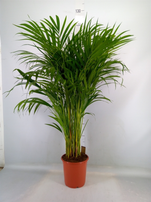 <h4>Dypsis lutescens   ...Chrysalidoca</h4>