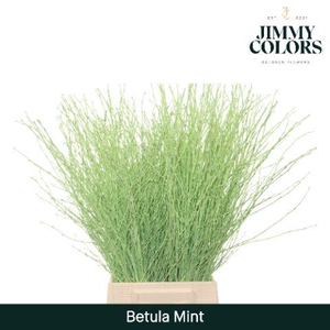 Betula L60 Mint