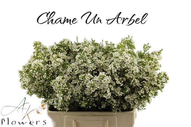 <h4>CHAME UN ARBEL</h4>