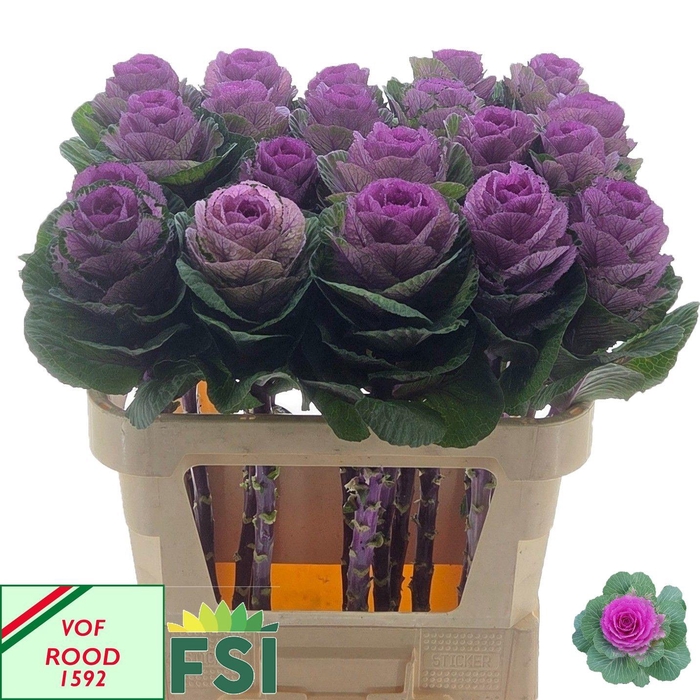 <h4>BRASS RED CRANE</h4>