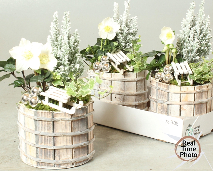 <h4>ARR TUINPLANTEN</h4>