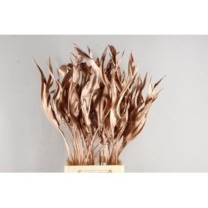 DF Strelitzia Leaf Copper