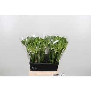 Ornithogalum Thyrsoides