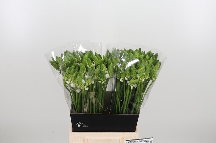 <h4>Ornithogalum Thyrsoides</h4>