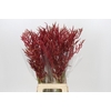 Bromelia Red Paloma