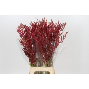 Bromelia Red Paloma