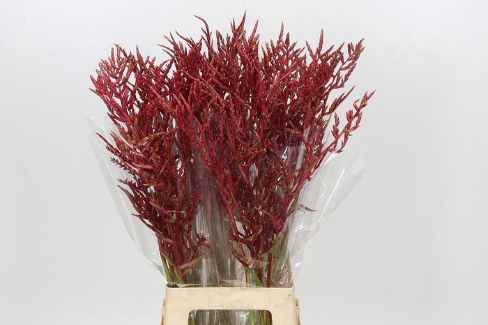 <h4>Bromelia Red Paloma</h4>