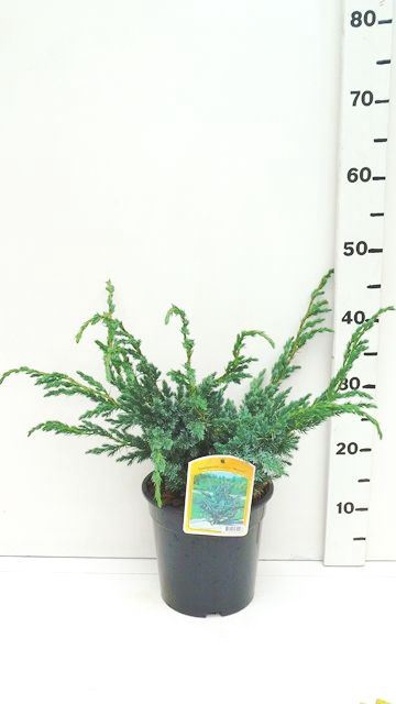 <h4>Juniperus squamata Meyeri</h4>