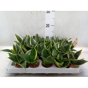 Sansevieria trifa. 'Golden Hahnii'