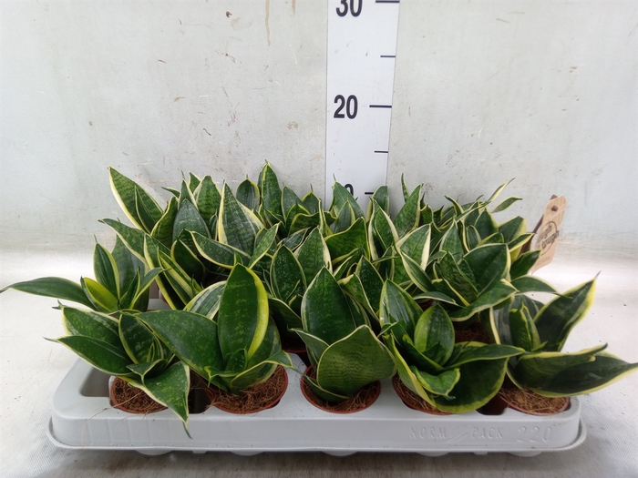 <h4>Sansevieria trifa. 'Golden Hahnii'</h4>