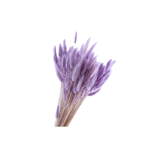 Lagurus Lilac