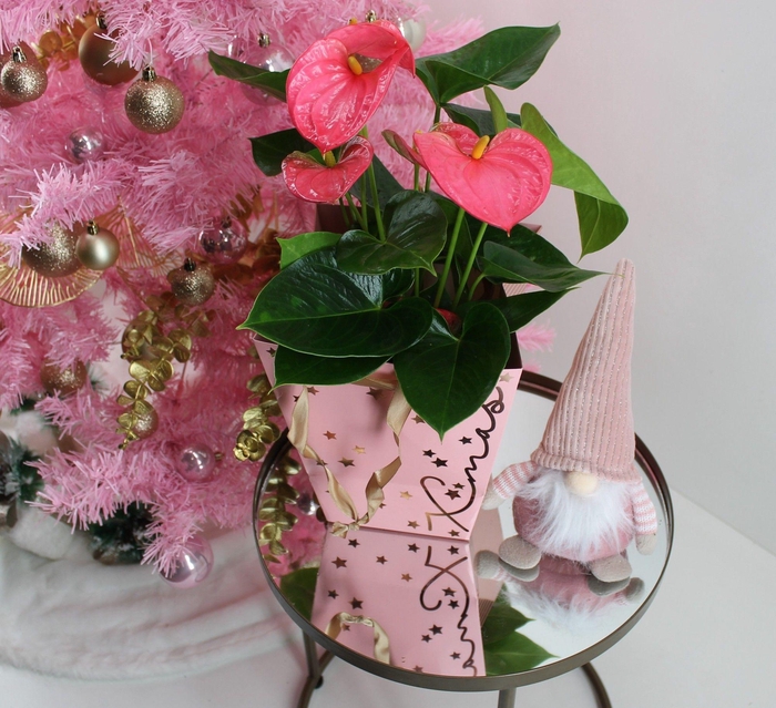 <h4>Anthurium XL.31 Arisa Pink 14cm in kerst tasje</h4>