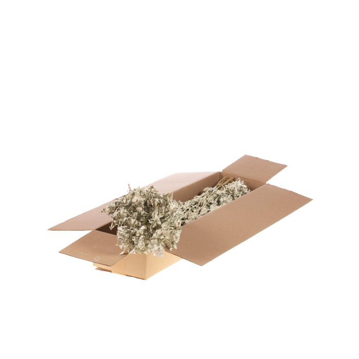 <h4>Bidens (carthamus) Sb White Misty</h4>