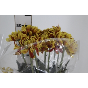 ANASTASIA DARK FUEGO 080 CM