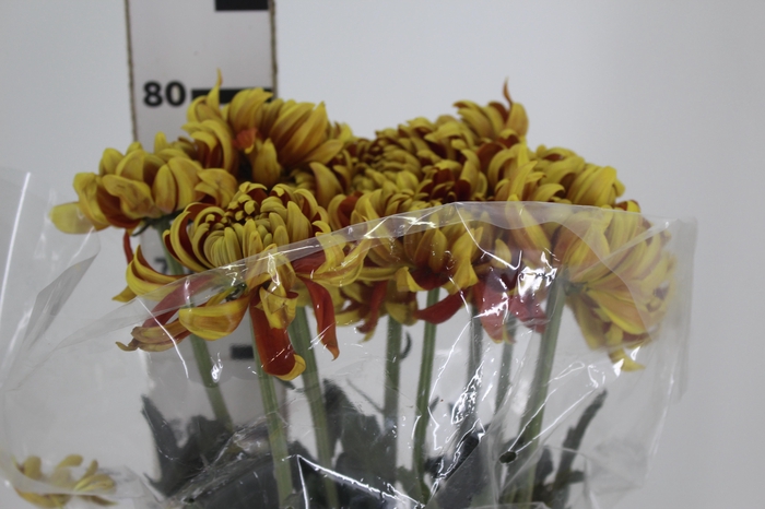 <h4>ANASTASIA DARK FUEGO 080 CM</h4>