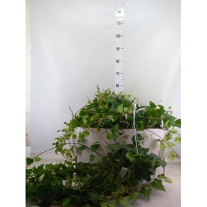 Hedera helix 'Mein Herz'