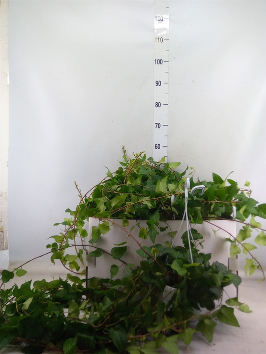 <h4>Hedera helix 'Mein Herz'</h4>
