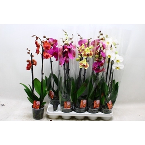 PHAL GEM 7 KL