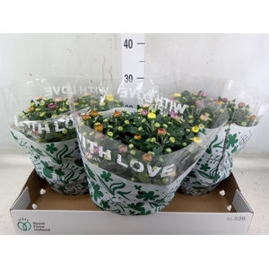 Chrysanthemum  'Elixer'