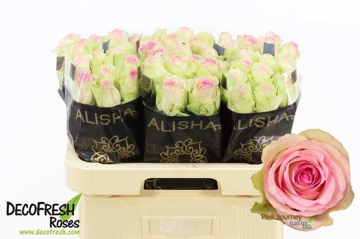 <h4>R Gr Pink Journey Alisha</h4>