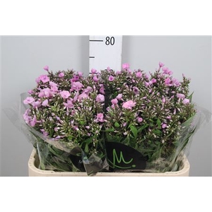 Phlox panic. 'Pink Eyes'