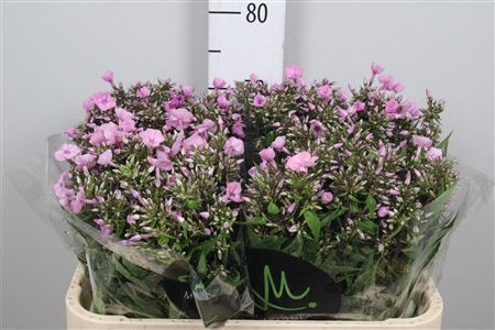 <h4>Phlox panic. 'Pink Eyes'</h4>
