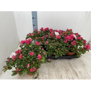 RHODO SI NORDL VOGEL