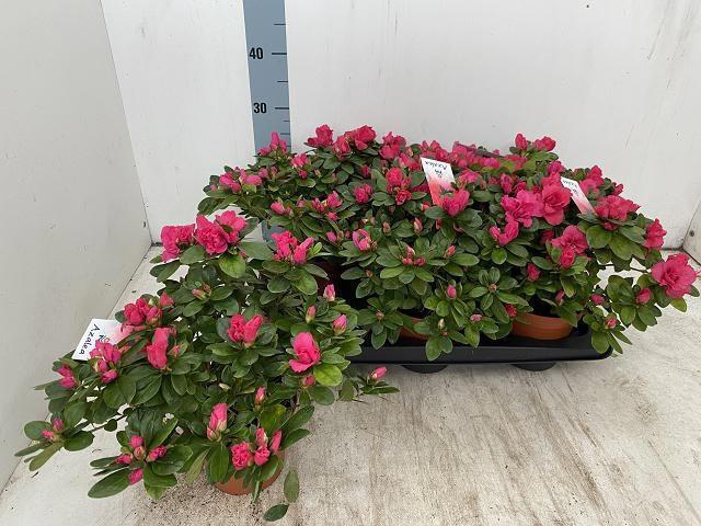 <h4>RHODO SI NORDL VOGEL</h4>