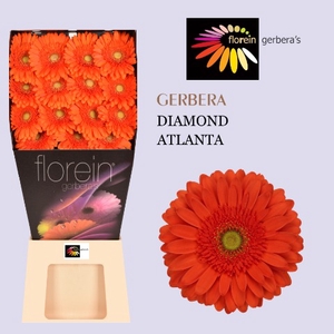 Gerbera Atlanta Diamond